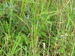 28121 Blue Dragonfly sitting on grass Azure Damselfly (Coenagrion puella).jpg